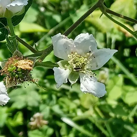 Open Cascina Farm stay Colico