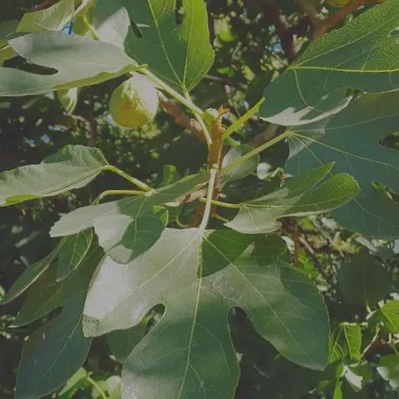 Open Cascina Κατάλυμα σε φάρμα Colico