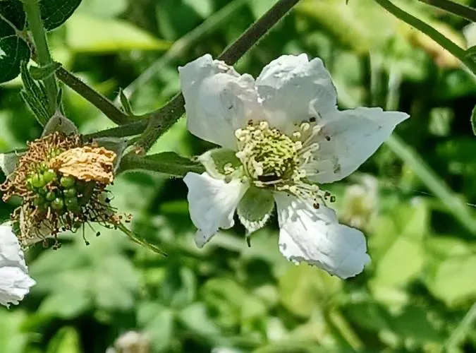 Open Cascina Farma Colico